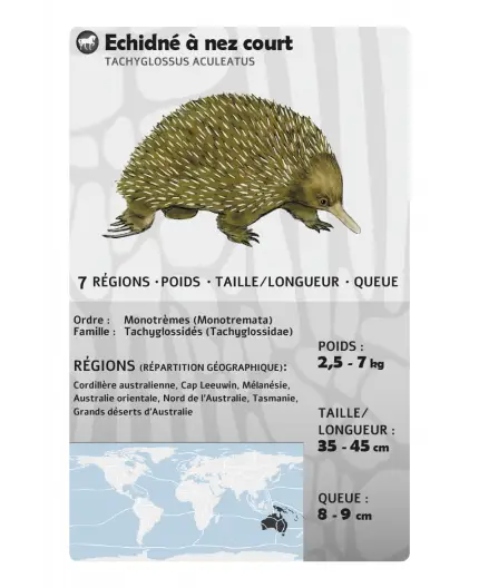 Fauna 3 Fauna – Image 3